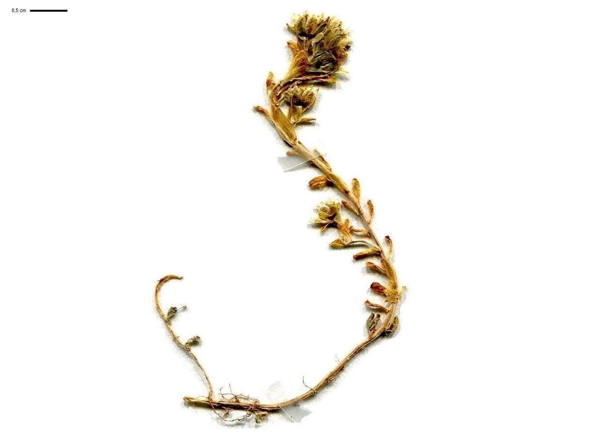 Sedum alpestre (Crassulaceae)